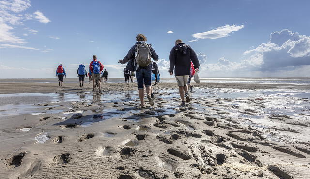  El wadlopen es una actividad que consiste en caminar a través de las marismas y bancos de arena expuestos durante la marea baja. Foto: Holland.com.   