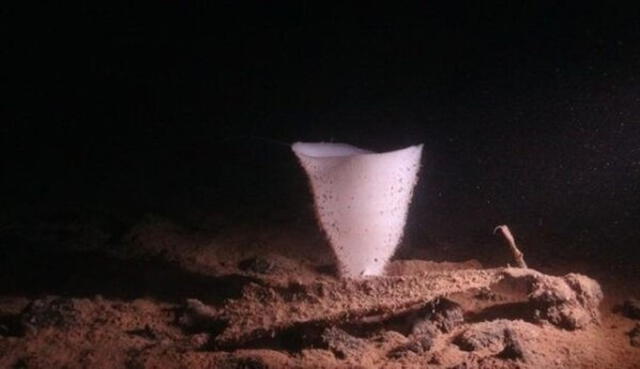 Esponja de vidrio encontrada en las profundidades del océano Pacífico. Foto: SMARTEX/NHM/NOC.   