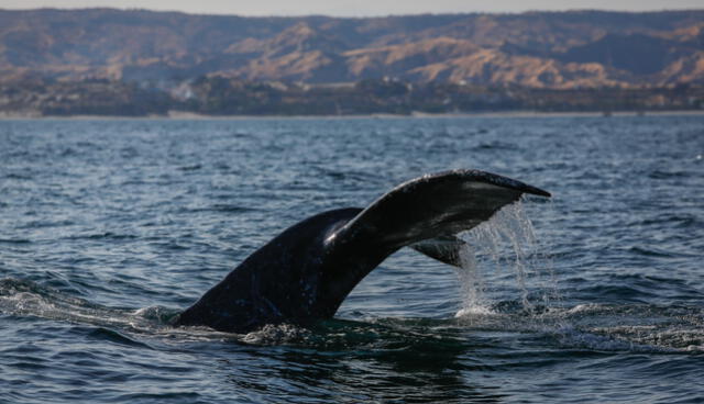 Avistamiento de ballenas en Tumbes. Foto: Antonio Melgarejo/LR 