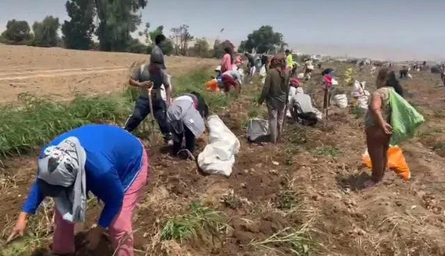  Agricultores de papa en Cañete. Foto: difusión   