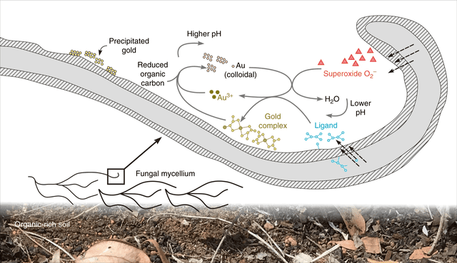 Proceso de transformación del oro desde el suelo. Foto: Nature Proceso de transformación del oro desde el suelo. Foto: Nature