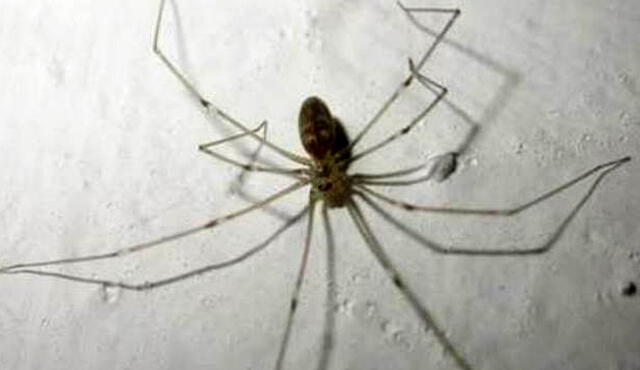 Zancudos, hongos y arañas venenosas: la otra cara de El Niño