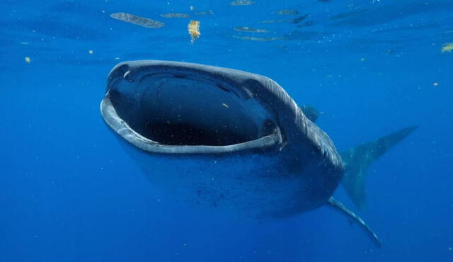 Tiburón ballena | Rhincodon typus | UICN | Unión Internacional para la Conservación de la Naturaleza | Perú