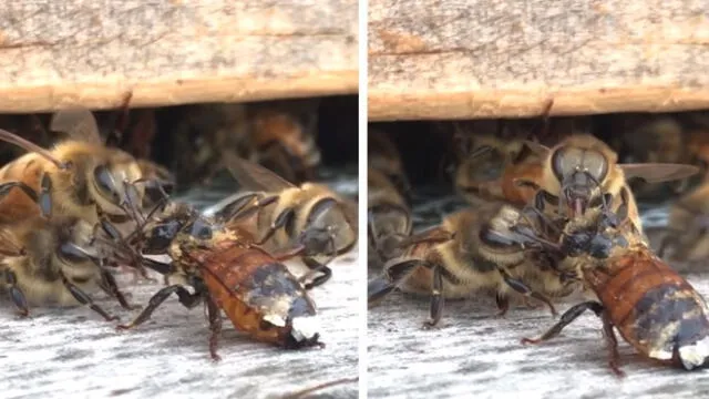 YouTube viral: abeja quedó herida y enjambre fue ayudarla, miles quedan impactados 