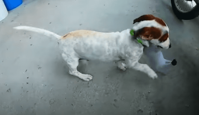 Video es viral en Facebook. Hombre grabó el peculiar comportamiento que tuvo el cachorro cuando él le entregó un peluche como regalo. Fotocaptura: YouTube