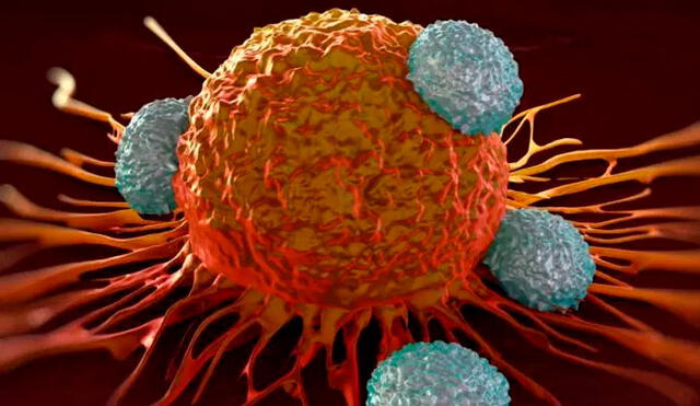 Descubrieron un tipo de célula T cuyo receptor detecta y mata a las células cancerosas. Imagen: Difusión.