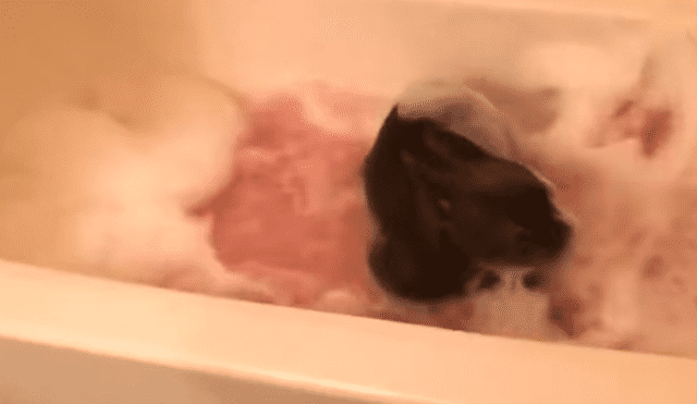 Facebook viral: perro sorprende a su dueño con curiosa reacción antes de que lo bañen [VIDEO]