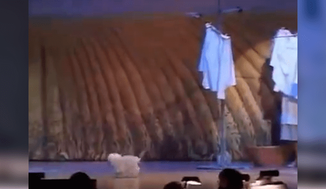 Video es viral en Facebook. El can estaba interpretando a “Toto”, la mascota de Dorothy, durante un montaje de la obra ‘El mago de Oz’