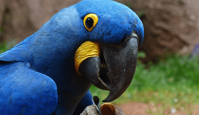20 Animales en peligro de extinción y extintos en Perú 2019 [FOTOS]