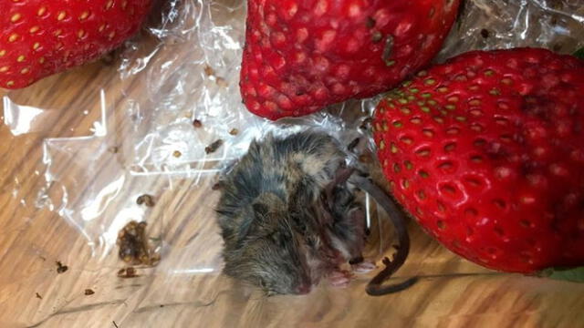 Madre halla un ratón muerto en una canastilla de fresas que compró [FOTOS]