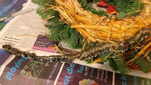 Compra una corona de Navidad y encuentra una serpiente muerta dentro de esta [FOTOS]