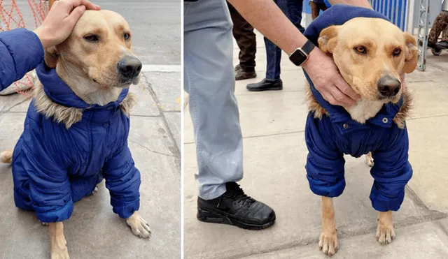Piden ayuda para encontrar hogar temporal para perrito que espera a dueño en las calles. Foto: Captura / Facebook