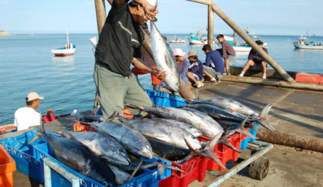 Produce establece límites de pesca del jurel y caballa para el 2019