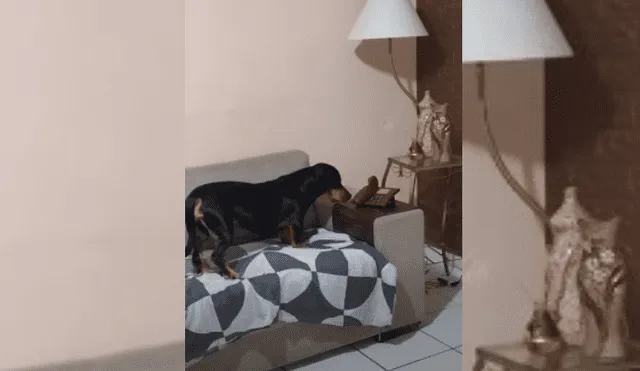Video es viral en TikTok. Dueños del can quedaron sorprendidos con la peculiar conducta del can al ver que nadie iba a contestar el teléfono. Fotocaptura: YouTube