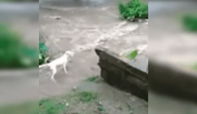 Video es viral en Facebook. El perro intentaba cruzar la quebrada, pero fue arrastrado intempestivamente por la corriente del agua.