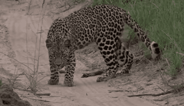 YouTube viral: un leopardo le tendió trampa a marmota bebé y tuvo inesperado final [VIDEO] 