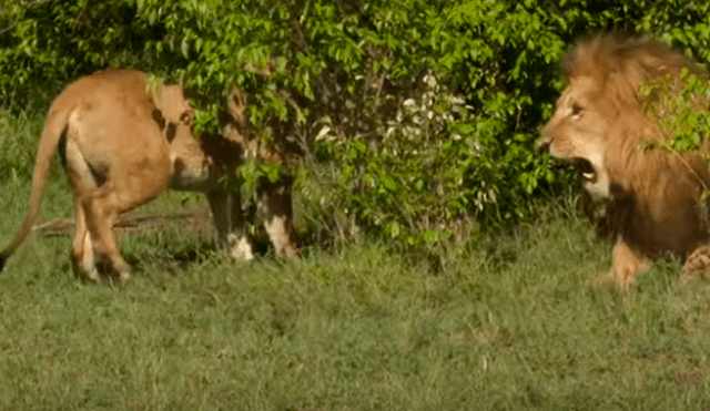 El pequeño león intentó imitar a un felino y terminó por despertar al líder de la manada. Foto: captura.