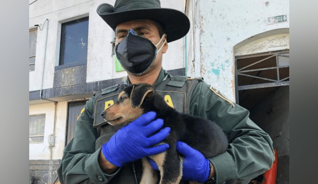 Decenas de cachorros fueron abandonados en calles de Colombia tras la pandemia del coronavirus. (Foto: El tiempo)