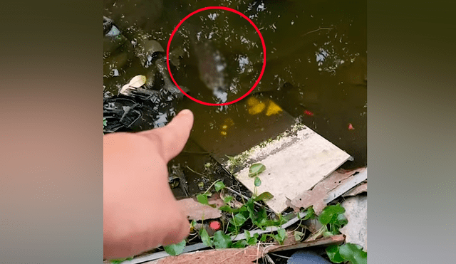 Un hombre grabó en un video viral de Facebook el aterrador instante en que descubrió el aspecto de una misteriosa criatura sumergida en profundo pantano.