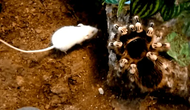Facebook: graban preciso momento en que tarántula devora pequeño ratón en segundos  [VIDEO]