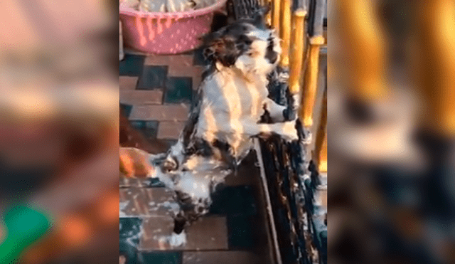 En Facebook, un gato tuvo una inesperada reacción cuando su dueña decidió bañarlo al verlo sucio.