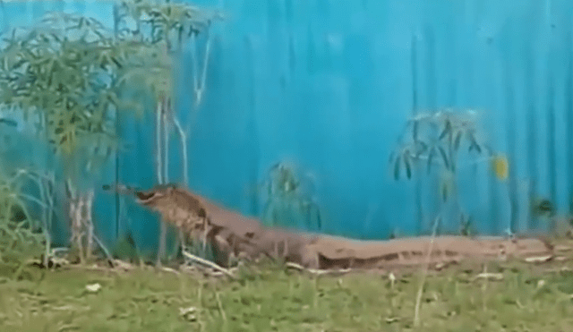Un video muestra el preciso instante en que un enorme reptil devora a un indefenso gato.