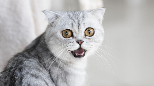 Vía Facebook: gato tiene curiosa reacción para demostrar su amor a su dueña [VIDEO]