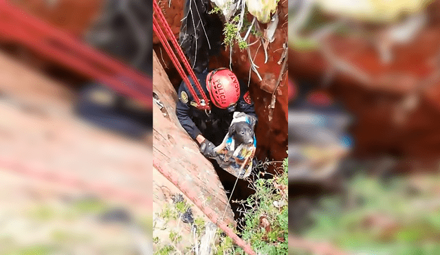 Rescatan a perro que cayó a un pozo en Cajamarca [VIDEO]