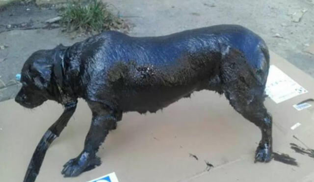 Facebook: Petróleo, el perro que fue cubierto de brea y que espera ser adoptado [VIDEO Y FOTOS]