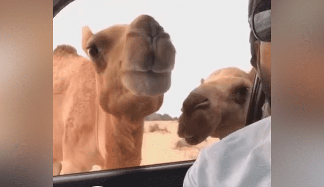 Hombre transmite en vivo con camellos, sin imaginar que estos lo arruinarían con insólita reacción [VIDEO] 