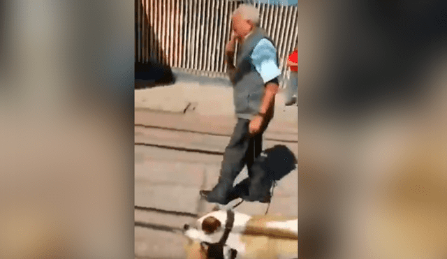 Hombre permite que su perro mate a un gato y lleve el cadáver en el hocico [VIDEO]