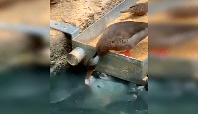 Vía Facebook. Turista registró el singular momento en que el ave saca parte de su alimento para dar de comer a un grupo de hambrientos peces