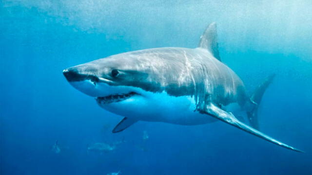 Encuentran decenas de bebés tiburones mutilados en una playa de Sudáfrica