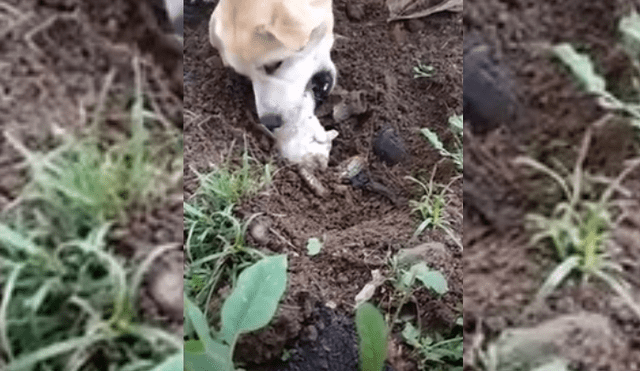 Video es viral en Facebook. Dueñas de la perra no pudieron contener las lágrimas al ver la conmovedora conducta de su mascota, tras hallar el cuerpo de uno de sus cachorros.