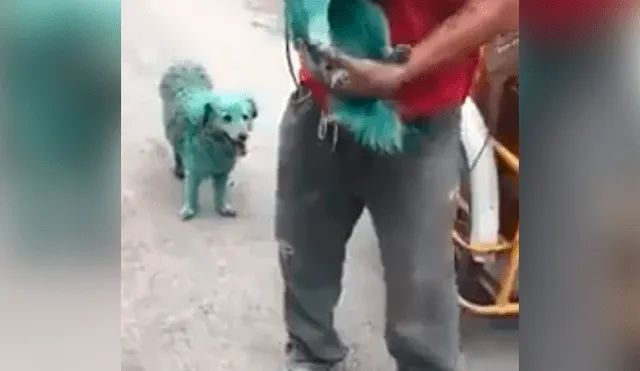 Facebook: Polémica moda de pintar los perros de verde indigna a miles de usuarios [VIDEO]