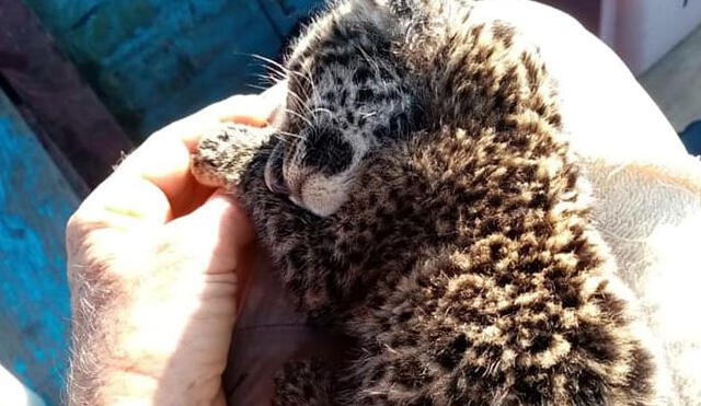 Piden ayuda para bebé jaguar rescatada. Foto: Marce Yalta.