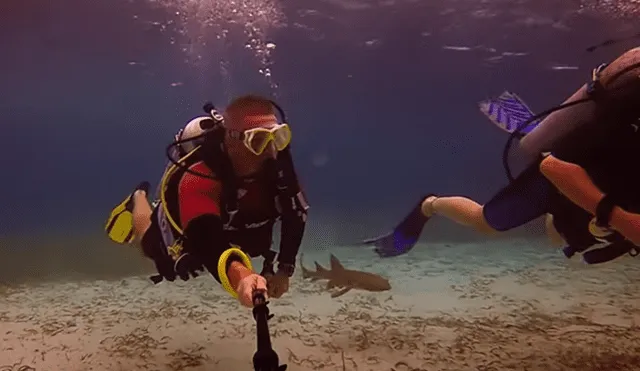 Video es viral en TikTok. Buzos lograron captar el insólito encuentro que tuvieron con el escualo cuando hacían un recorrido en las profundidades de una isla. Fotocaptura: YouTube