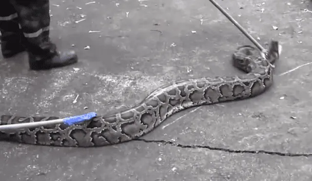 YouTube viral: recatistas quedan en shock al encontrar a enorme serpiente que se tragó a un gato [VIDEO]