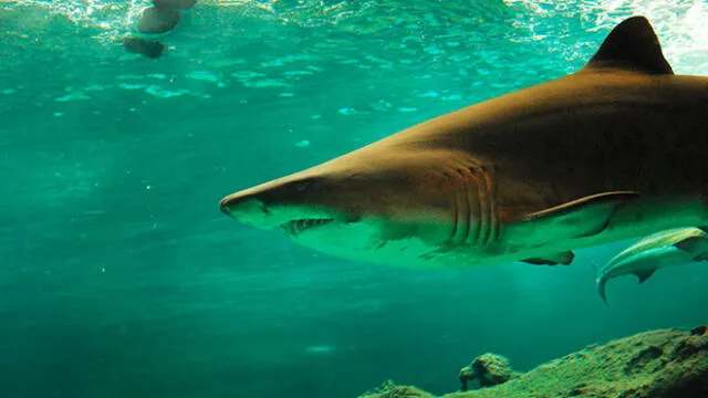 Un tiburón muerde a niña de 10 años en una playa de Florida