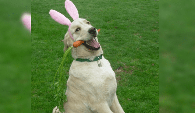 Facebook: “perro conejo” está enamorando las redes por esta hermosa razón [VIDEO]