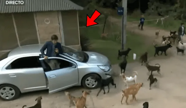 YouTube viral: reportero pasa vergüenza en refugio de animales porque tenía fobia a los perros [VIDEO]