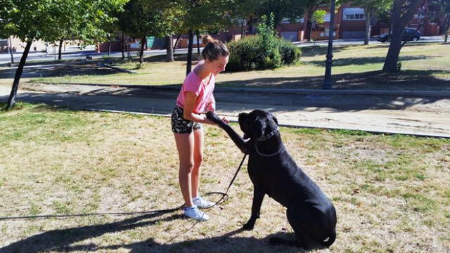 Municipalidad brindará adiestramiento gratuito para perros 