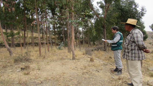Agricultores inician reforestación de eucaliptos en Arequipa