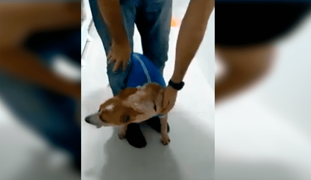 En Facebook, un perro se tapó el hocico para evitar tomar sus medicinas que le recetó su veterinario.
