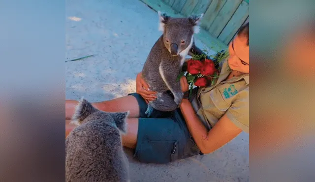 Desliza las imágenes para ver qué ocurrió entre Harry y James, dos simpáticos koalas que se enfrentaron por el amor de su cuidadora. Foto: Captura/VT