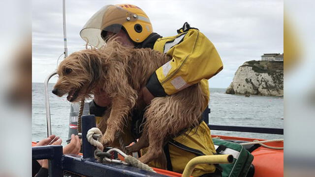 Archie, el perro que sobrevivió luego de caer por un barranco de 30 metros. Foto: Freshwater Independent Lifeboat