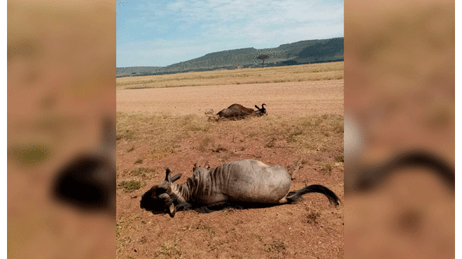 Avión golpea a dos ñus en Kenia. Foto: Twitter