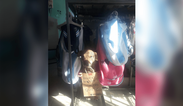 En Facebook: Perro “vende” ropa para pagar su tratamiento contra el cáncer [FOTOS]