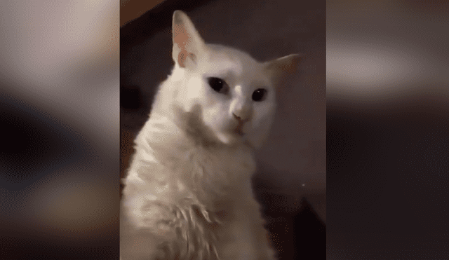 Gato finge estar muerto y su dueña hace algo insólito para “revivirlo” [VIDEO] 