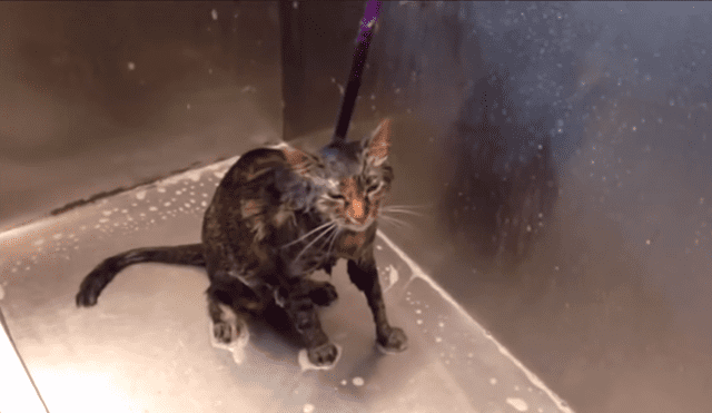 YouTube viral: Gato pide a su dueña que no lo bañe más [VIDEO] 